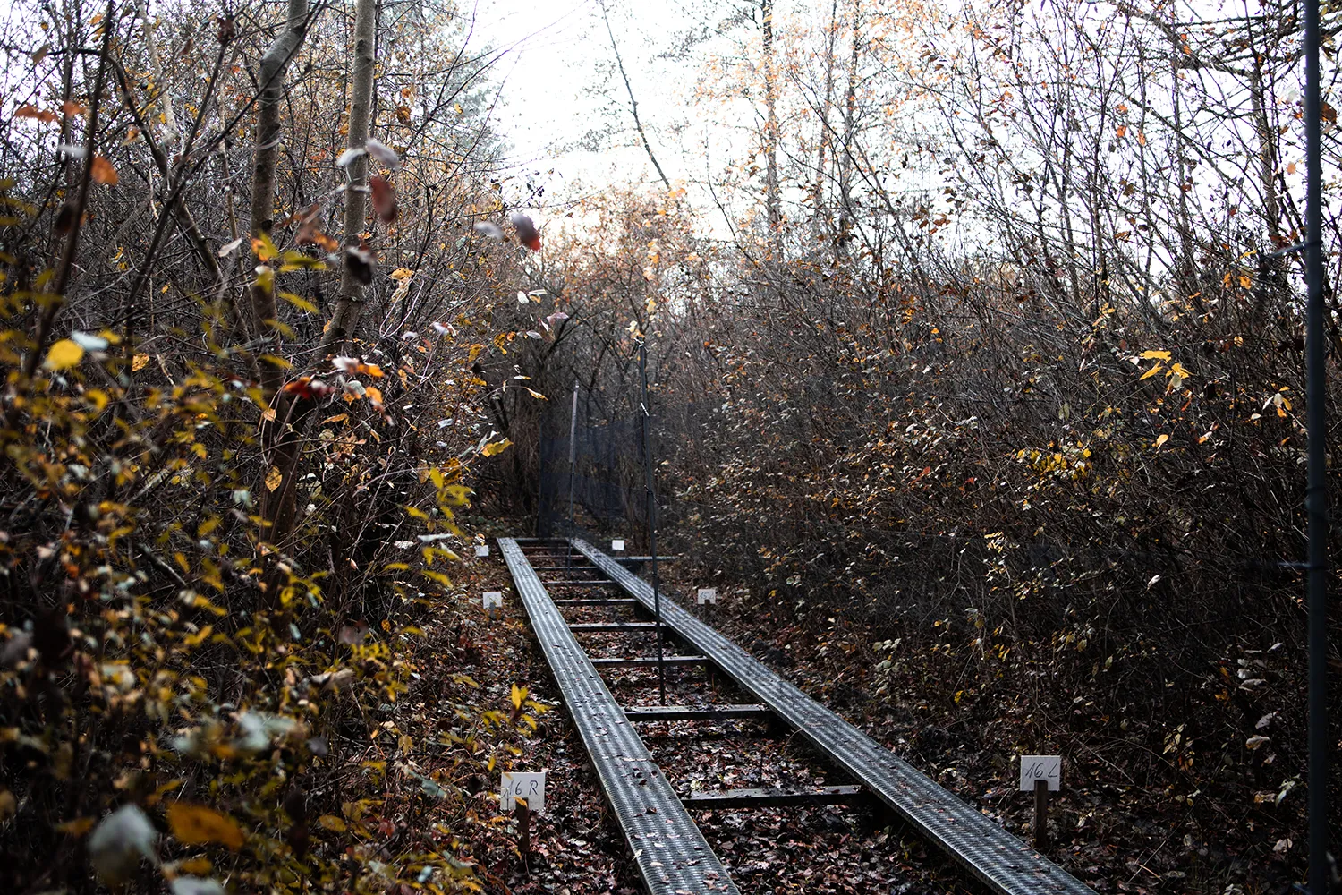 Japannetze sind nahezu unsichtbar. Vogelwarte Radolfzell und die Halbinsel Mettnau: Vogelberingung, Forschung und Vogelbeobachtung