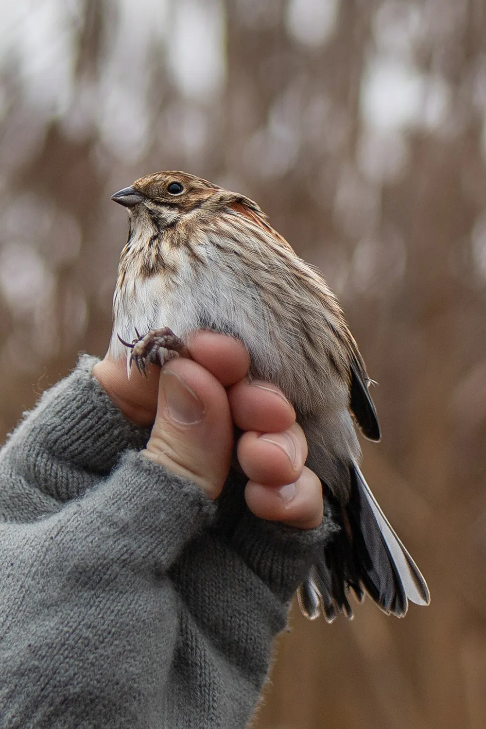 Rohrammer auf der Beringungsstation Mettnau