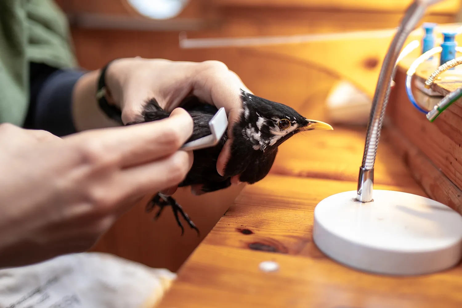 Dieses besondere Amsel-Männchen hat weiße Federn im Gesicht. Die teil-leuzistische Färbung ist jedoch kein Grund zur Sorge, sondern nur eine Laune der Natur.