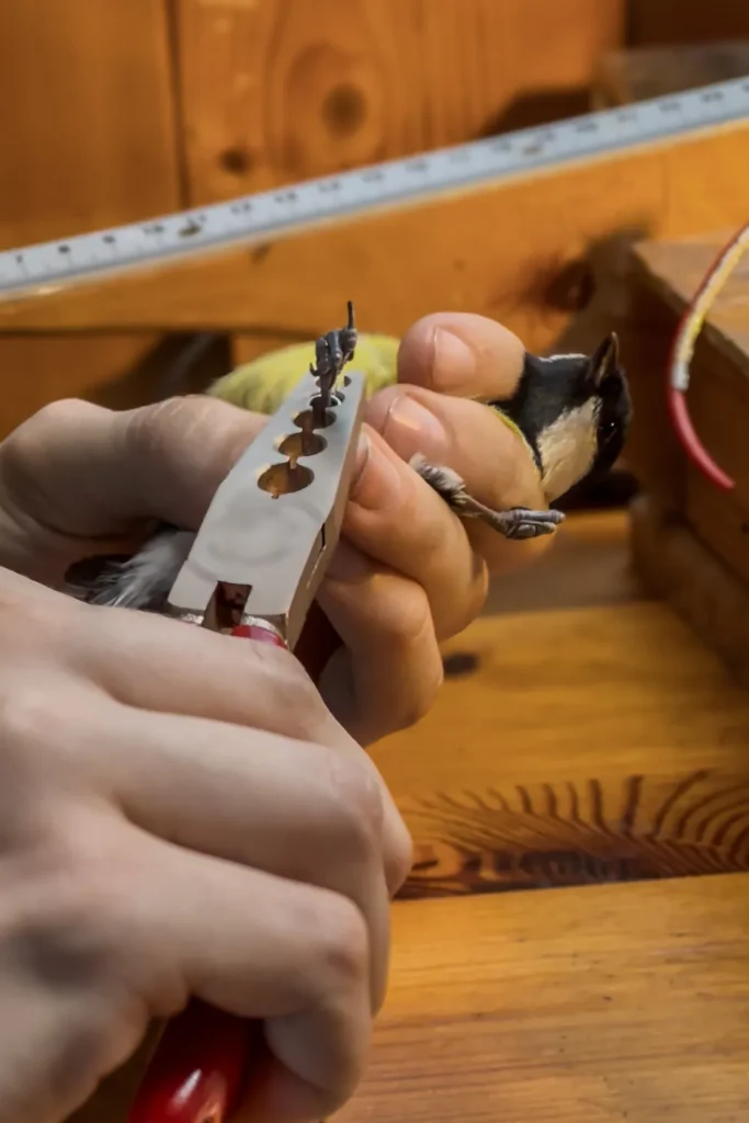 Eine Kohlmeise wird beringt. Vogelwarte Radolfzell und die Halbinsel Mettnau: Vogelberingung, Forschung und Vogelbeobachtung