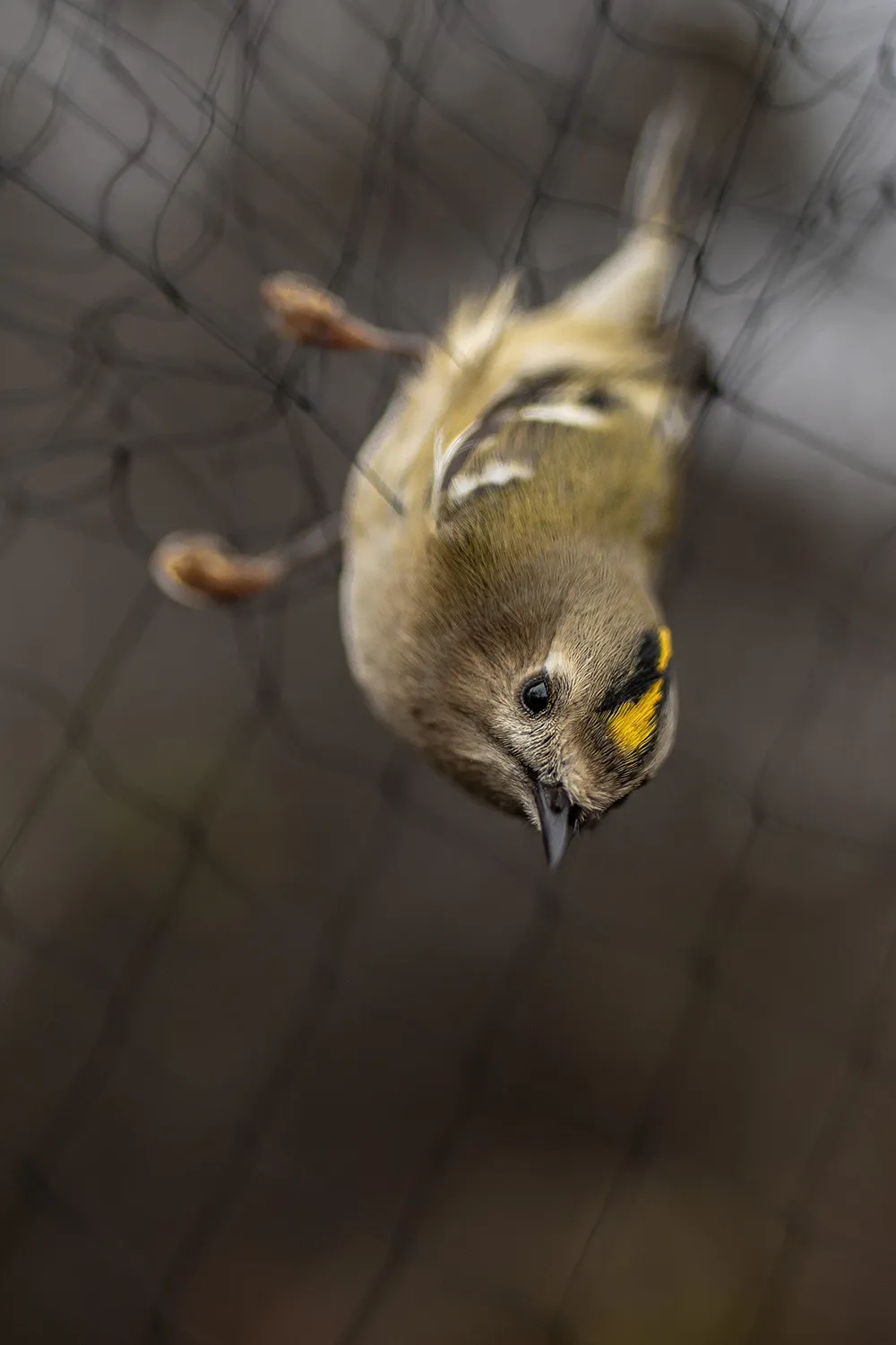 Wintergoldhähnchen auf der Beringungsstation Mettnau