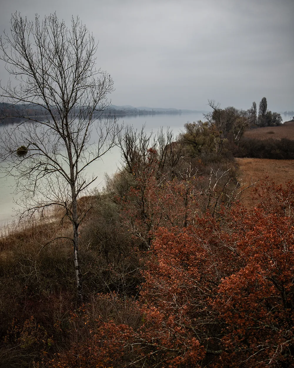 Herbststimmung am Bodensee. Vogelwarte Radolfzell und die Halbinsel Mettnau: Vogelberingung, Forschung und Vogelbeobachtung