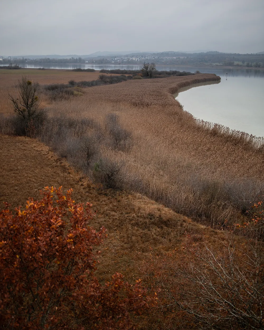 Herbststimmung am Bodensee. Vogelwarte Radolfzell und die Halbinsel Mettnau: Vogelberingung, Forschung und Vogelbeobachtung