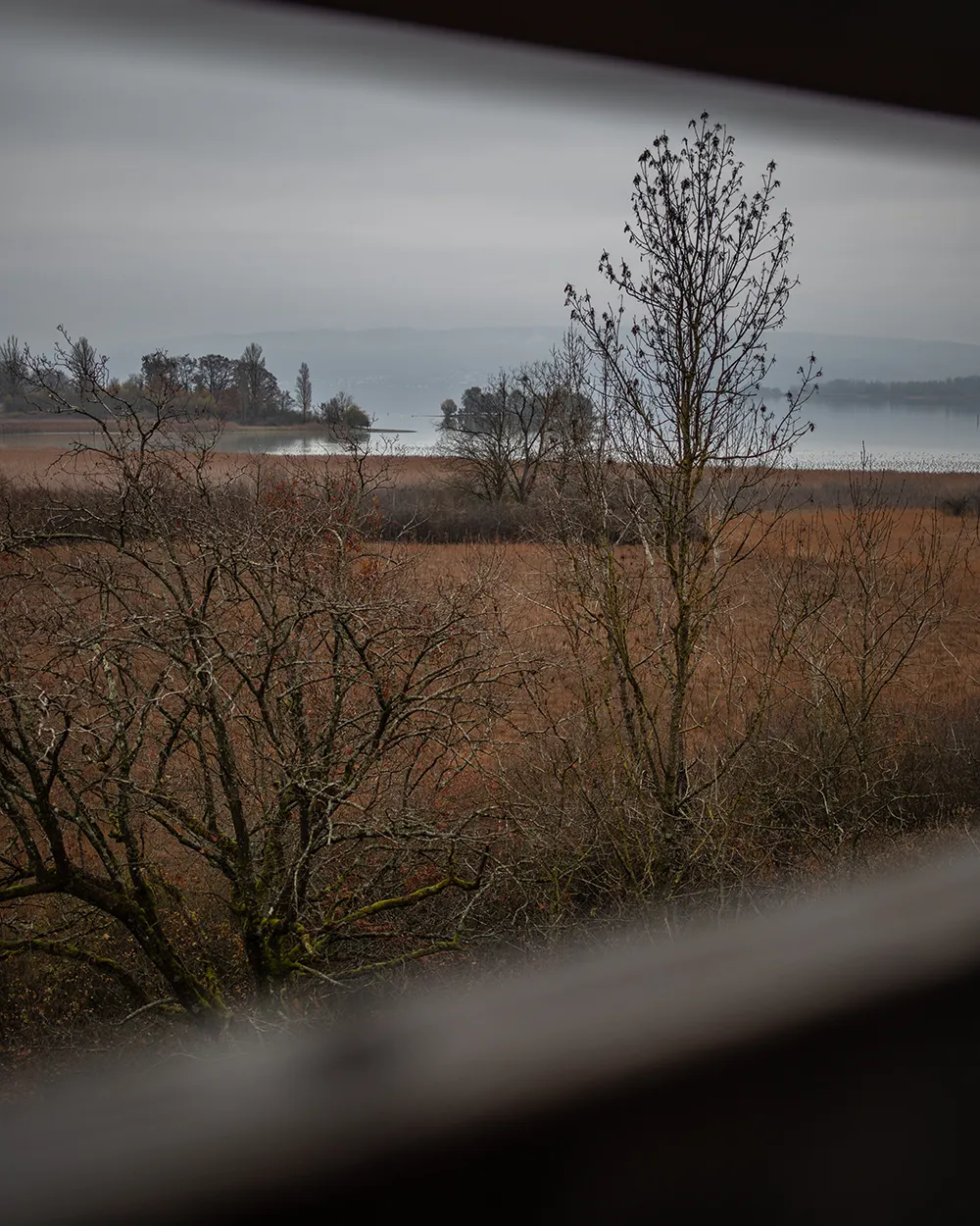 Herbststimmung am Bodensee. Vogelwarte Radolfzell und die Halbinsel Mettnau: Vogelberingung, Forschung und Vogelbeobachtung