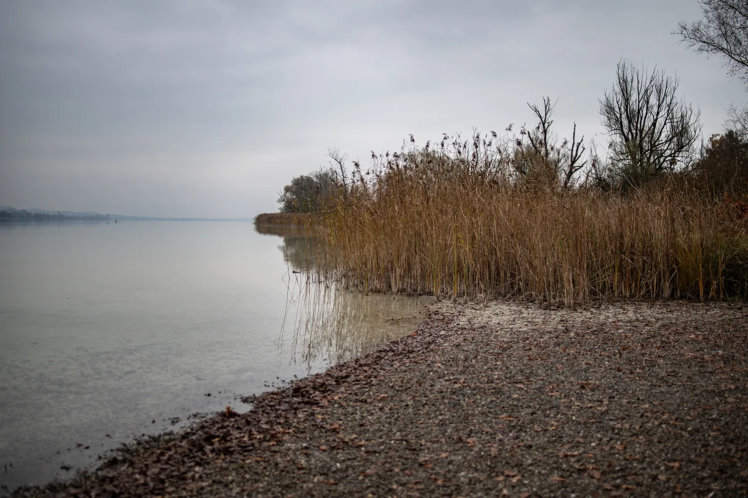 Herbststimmung am Bodensee. Vogelwarte Radolfzell und die Halbinsel Mettnau: Vogelberingung, Forschung und Vogelbeobachtung