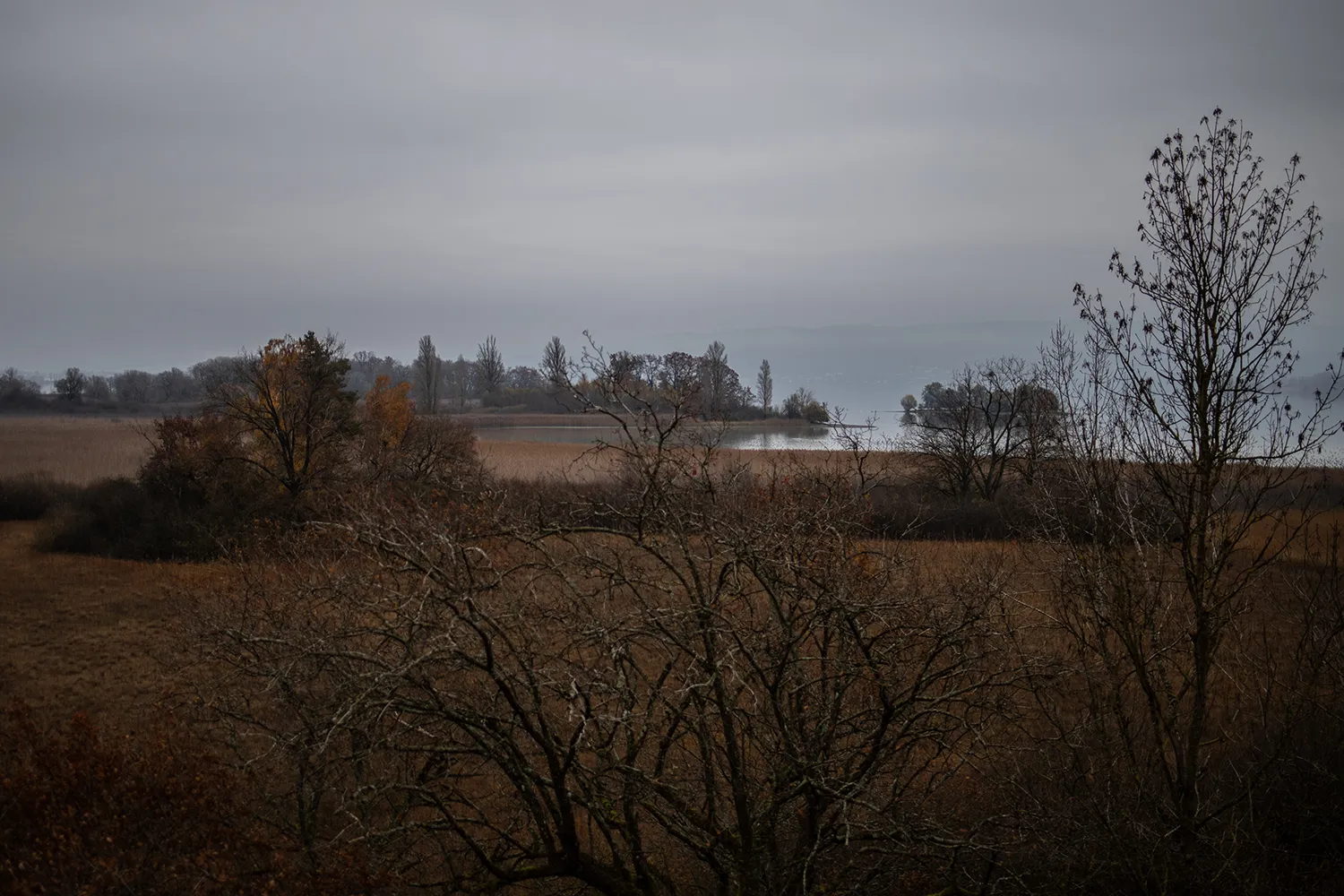Herbststimmung am Bodensee. Vogelwarte Radolfzell und die Halbinsel Mettnau: Vogelberingung, Forschung und Vogelbeobachtung