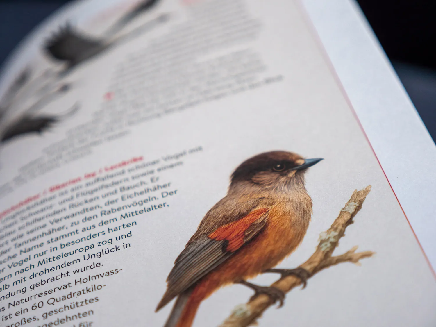 Birding-Tipps, Reiseführer Nordnorwegen - Reisedepeschen - Reisehandbuch Nordnorwegen - Marielle Janotta