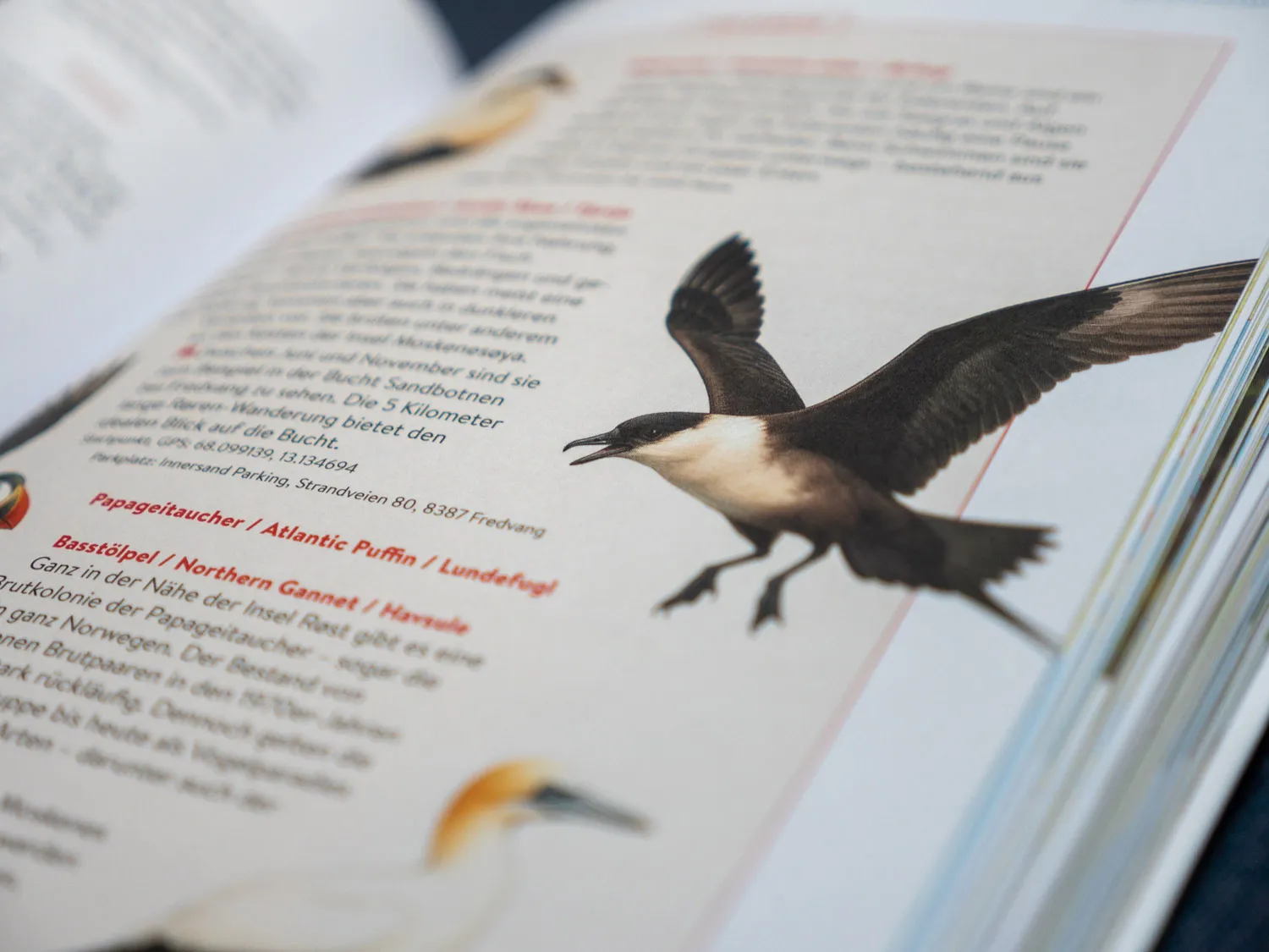 Birding-Tipps, Reiseführer Nordnorwegen - Reisedepeschen - Reisehandbuch Nordnorwegen - Marielle Janotta